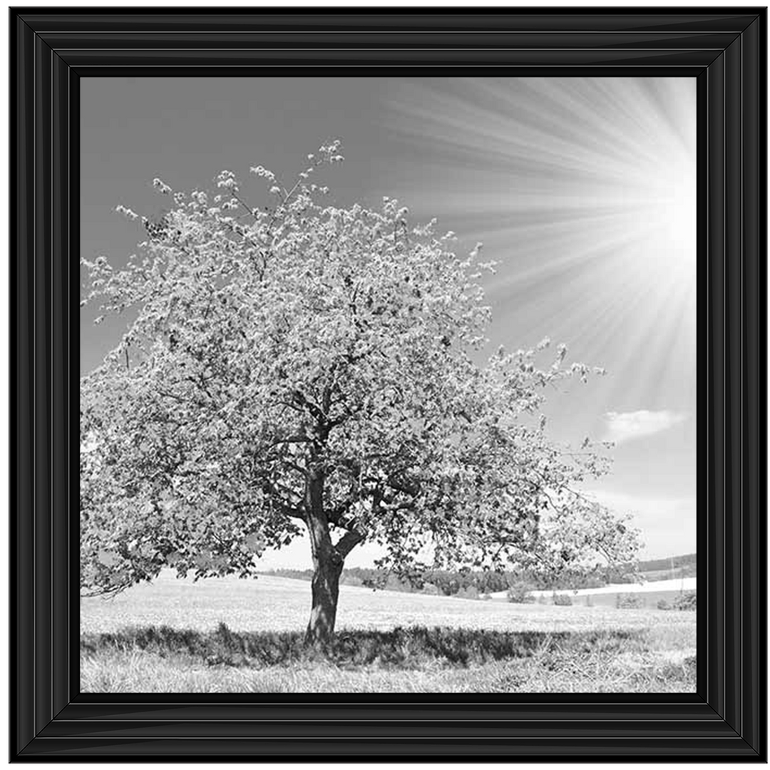 LS296 Black & White Lone Tree