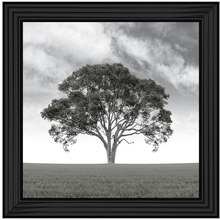 LS190 Lone Tree 1