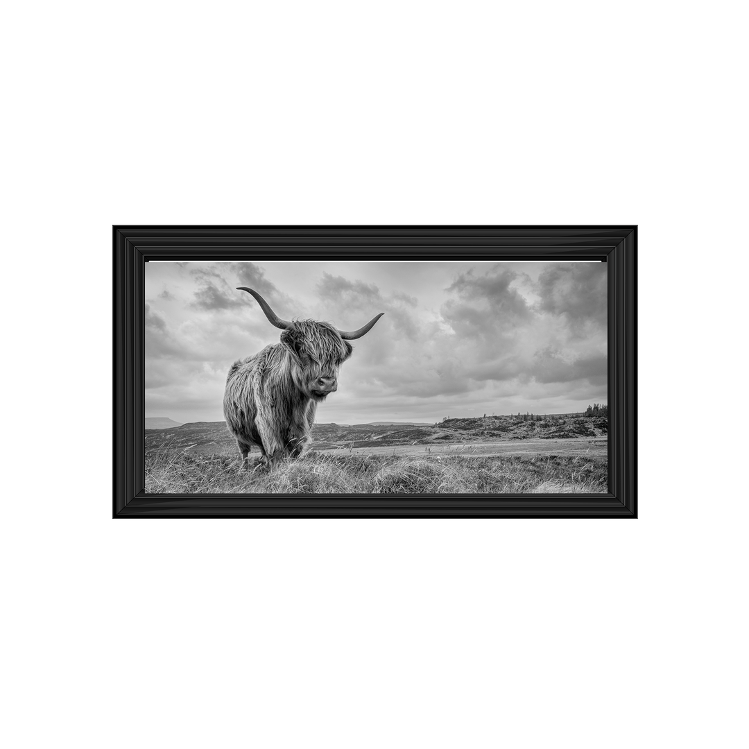 Highland Cow II