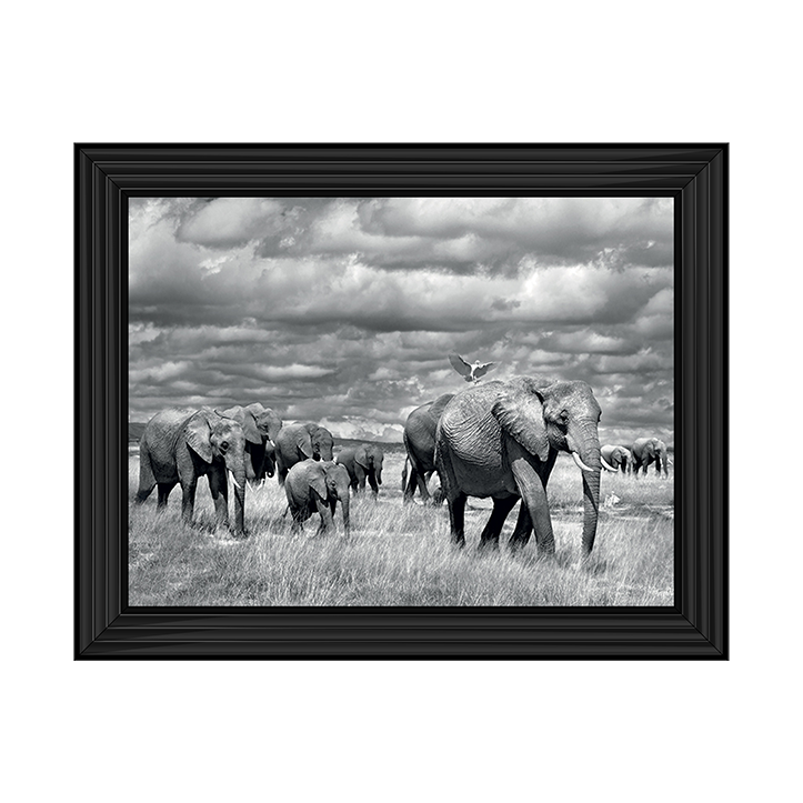 Elephants of Kenya