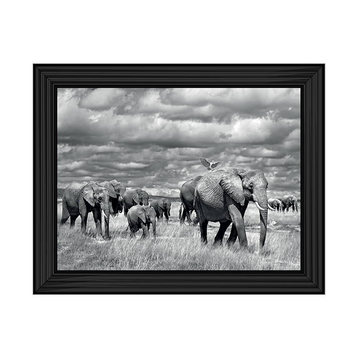 Elephants of Kenya