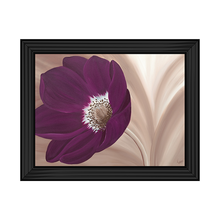 Velvet Anemone