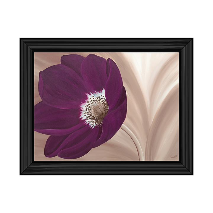 Velvet Anemone