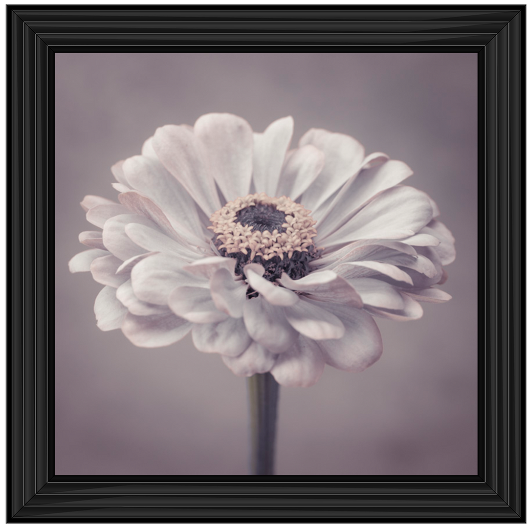FL150 Gerbera