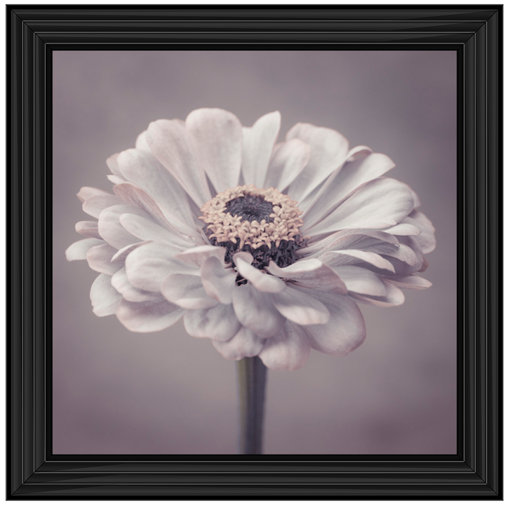 FL150 Gerbera