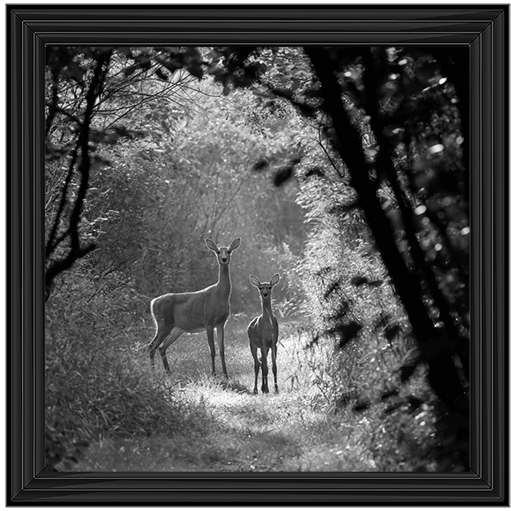 Single Deer