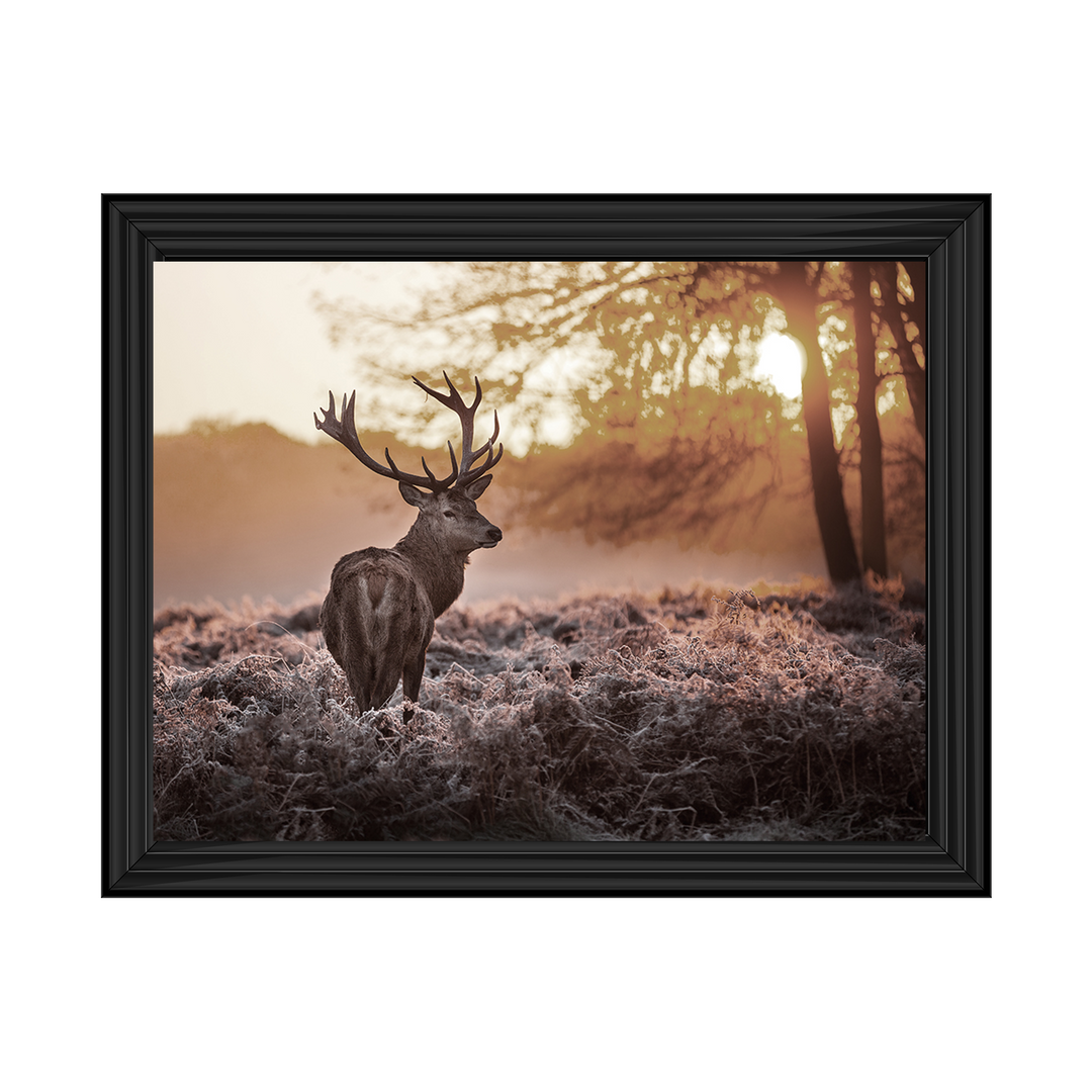 Single Stag 2