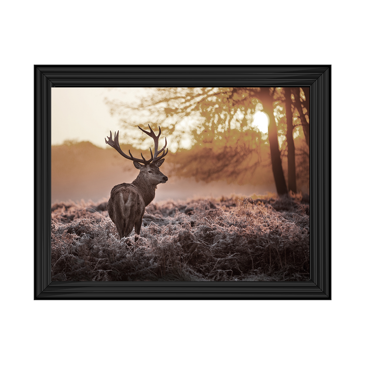 Single Stag 2