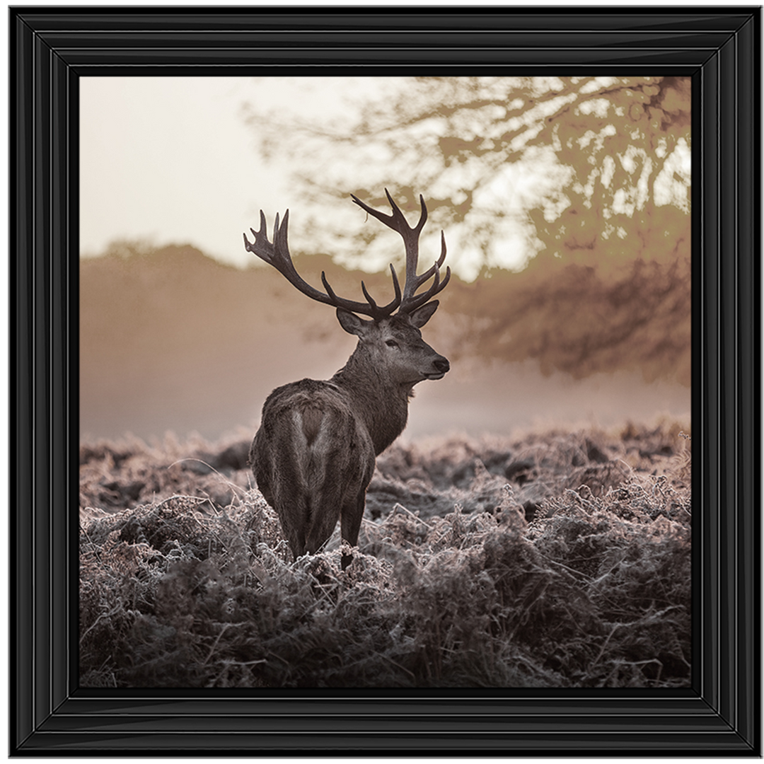 Single Stag