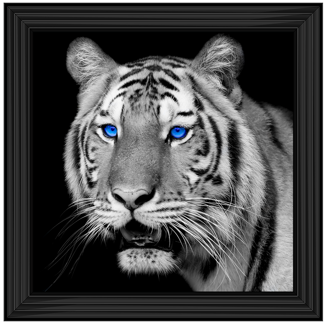 AN005 Blue Eyed Tiger
