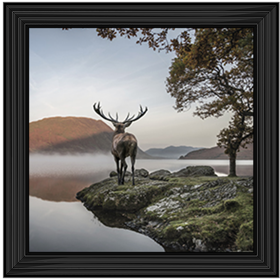 Single Stag 1