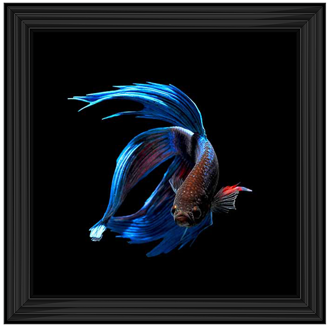 AN448 Blue & Red Betta Fish |