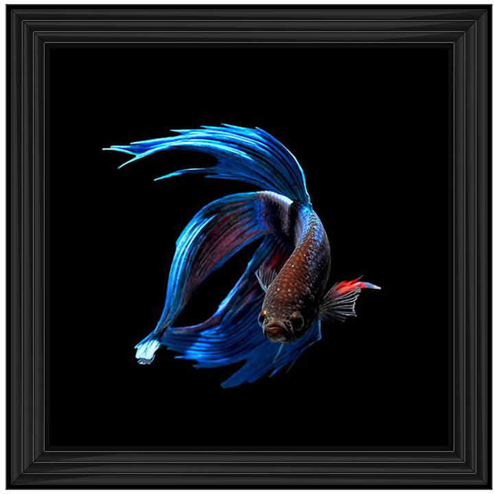AN448 Blue & Red Betta Fish |