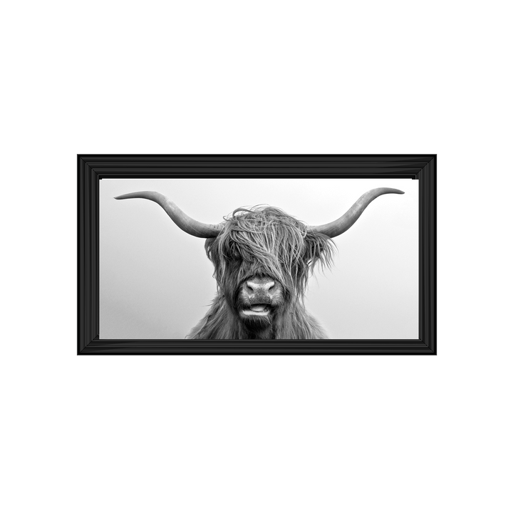 Highland Cow