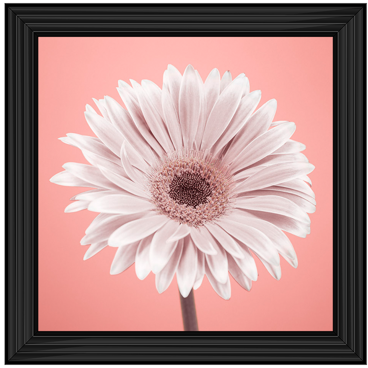 FL056 Single Gerbera Nude pink 1