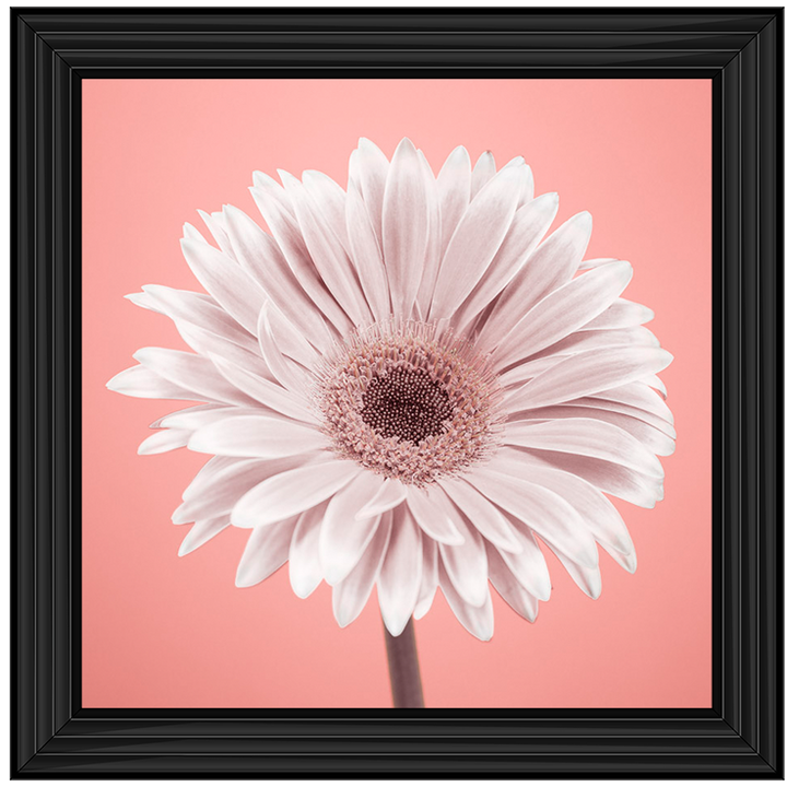 FL056 Single Gerbera Nude pink 1