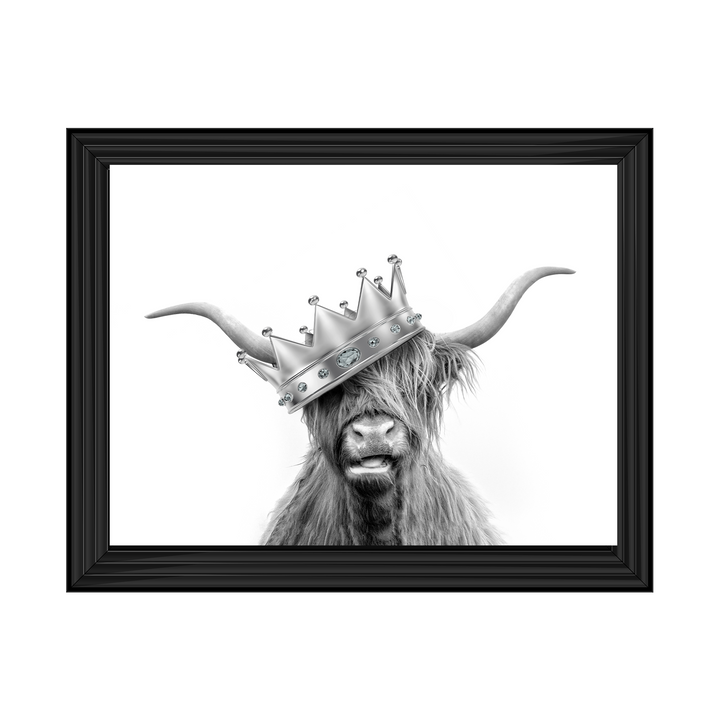 Crowned Highland Cow