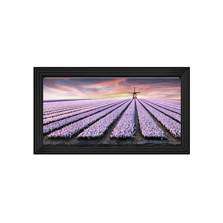 Purple Field