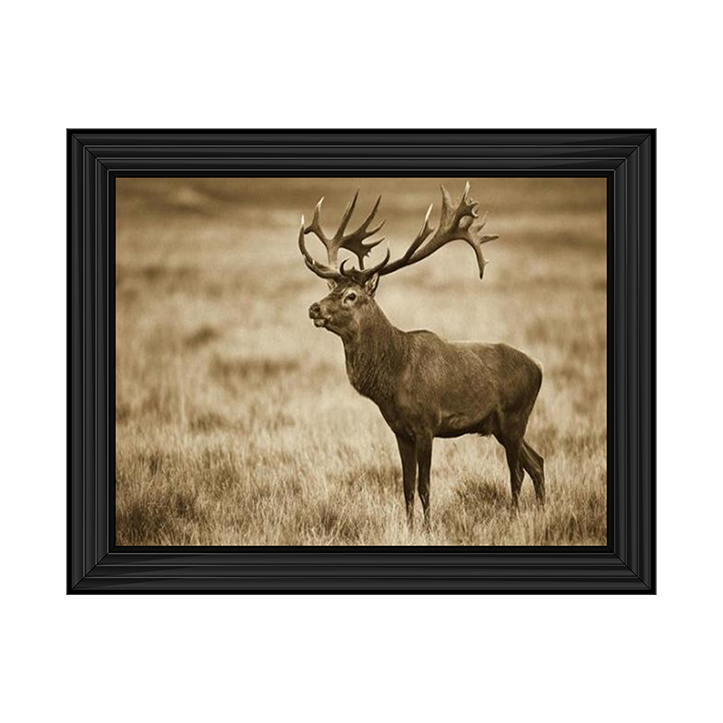 AN064 Red Deer stag, Cogenhagen, Denmark