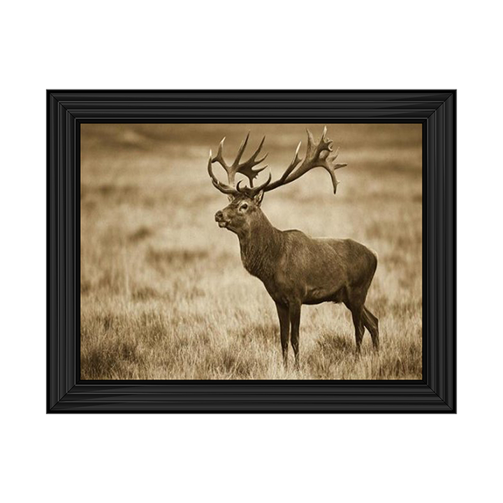 AN064 Red Deer stag, Cogenhagen, Denmark