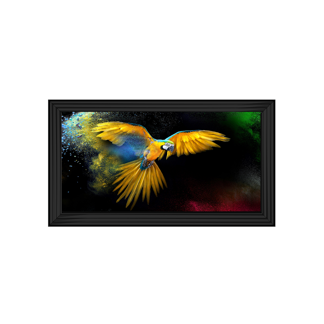 AN311 Rainbow parrot