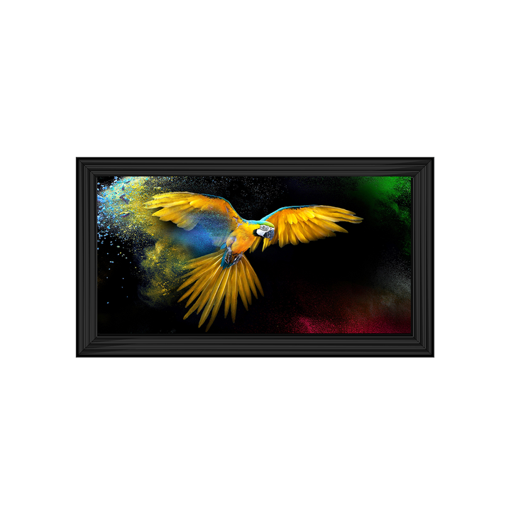 AN311 Rainbow parrot