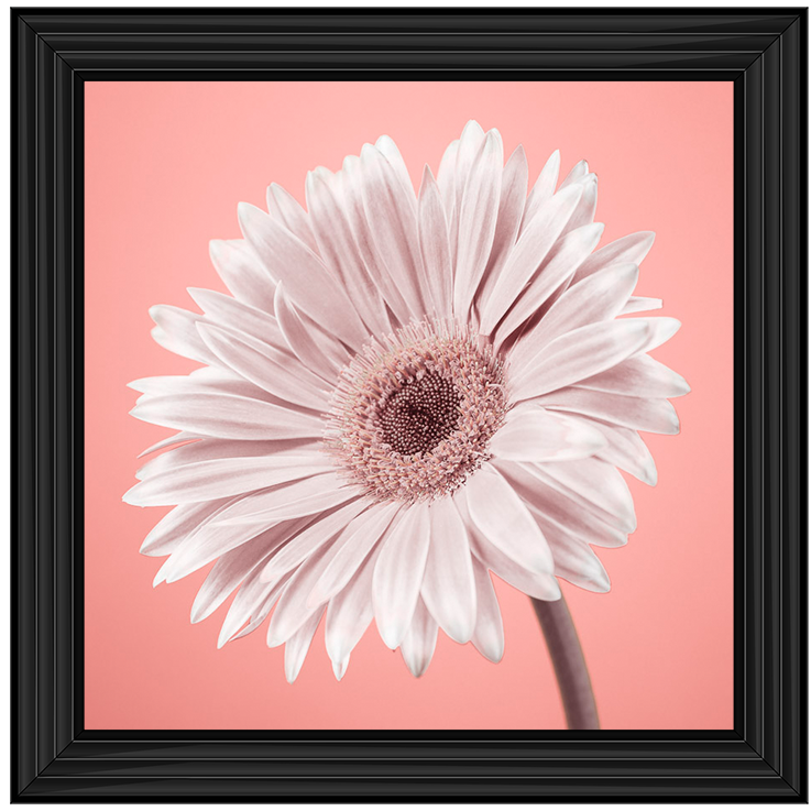 FL057 Single Gerbera Nude pink II