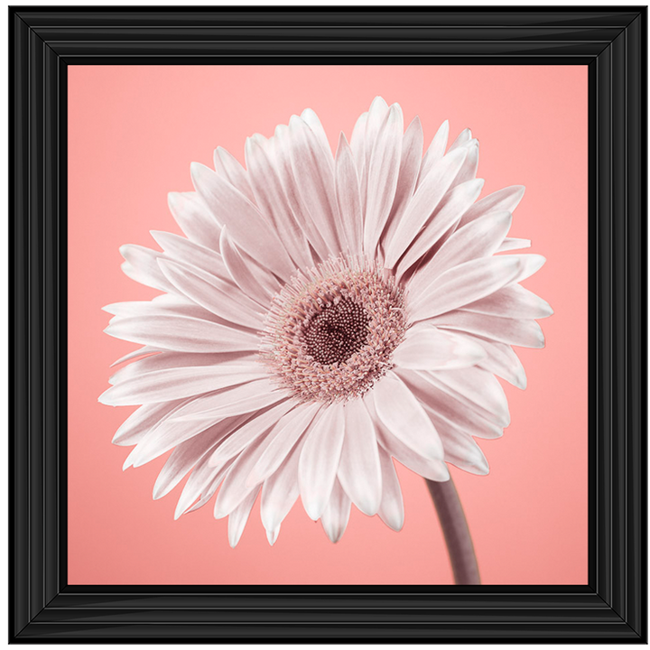 FL057 Single Gerbera Nude pink II
