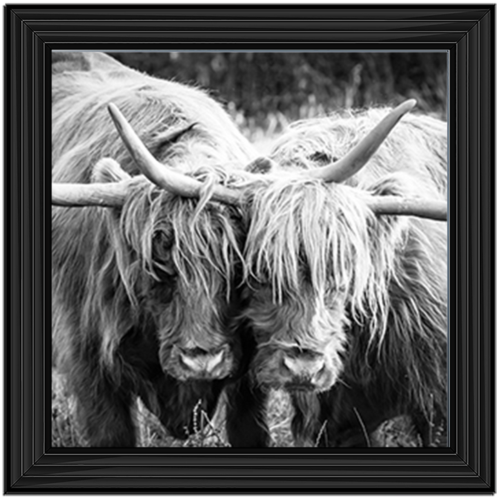 AN282 Highland Cow Love