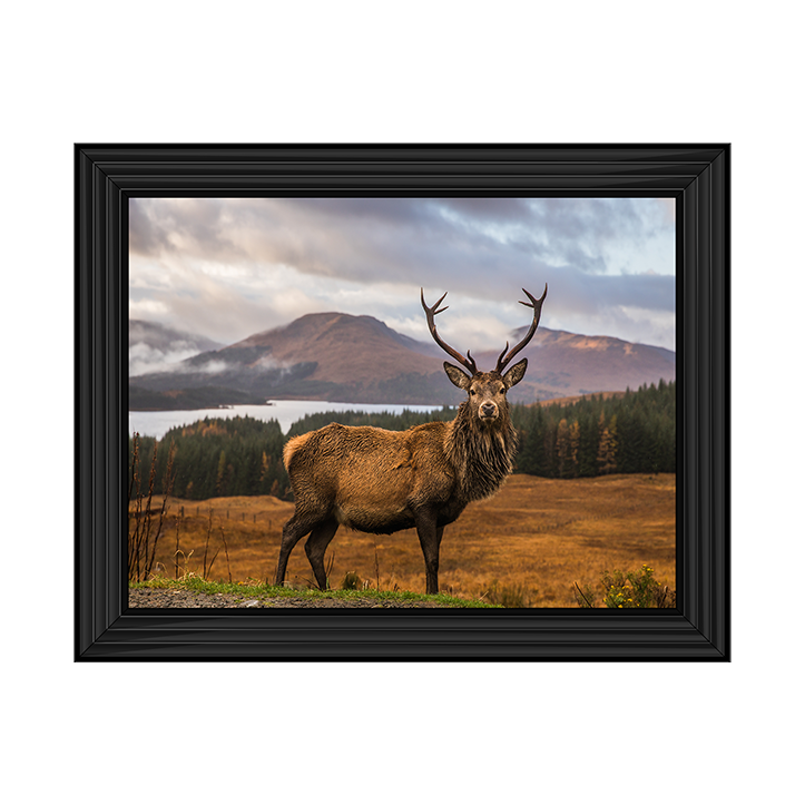 AN066 Highland Stag
