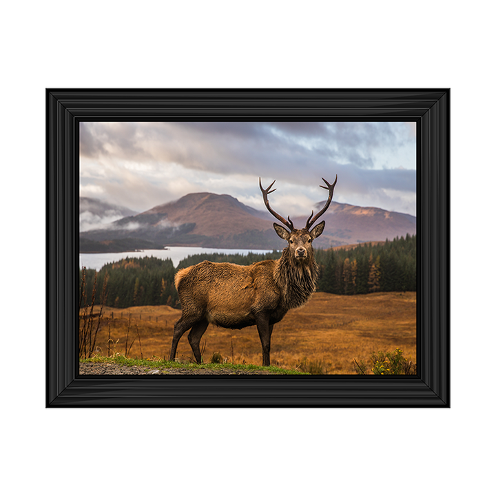 AN066 Highland Stag