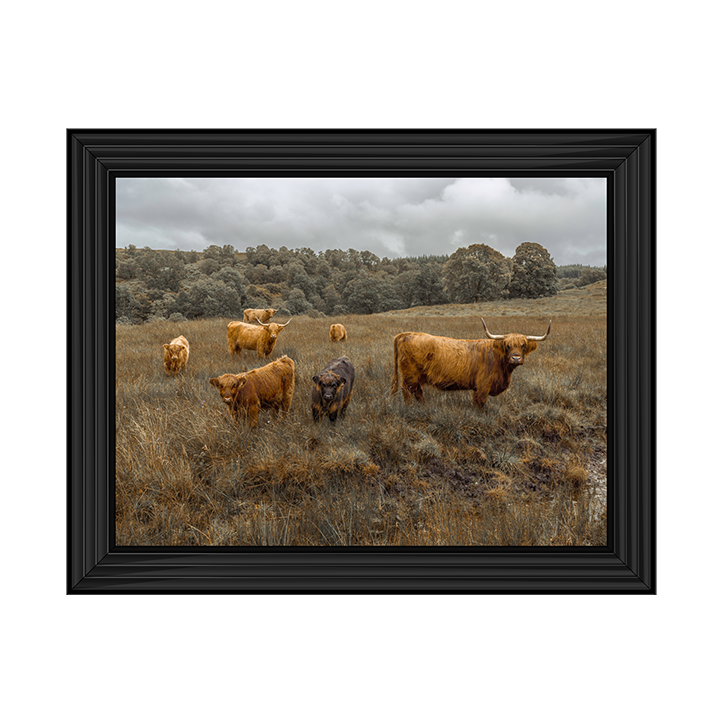 Highland Cows Colour