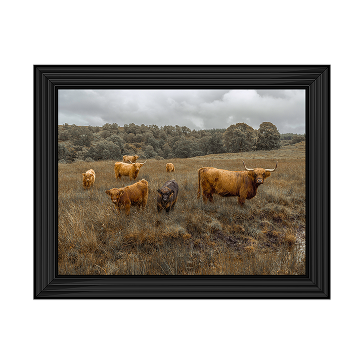Highland Cows Colour
