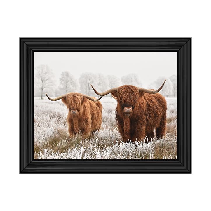 Highland Cow pair