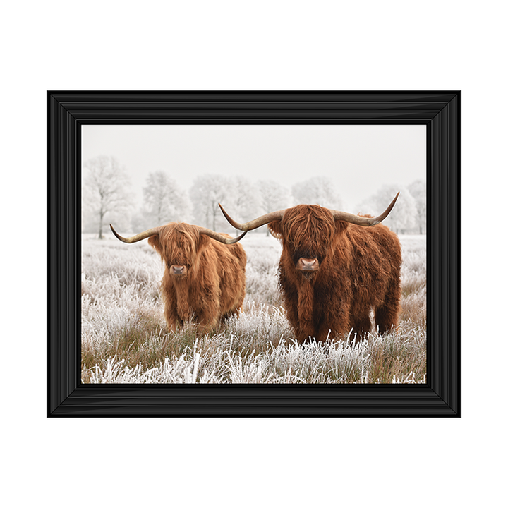 Highland Cow pair