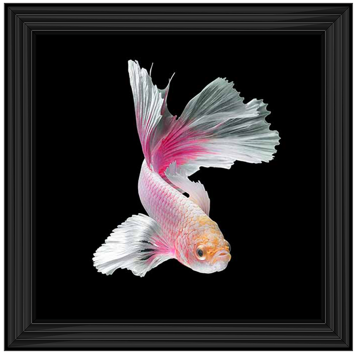 Pink & White Betta Fish |