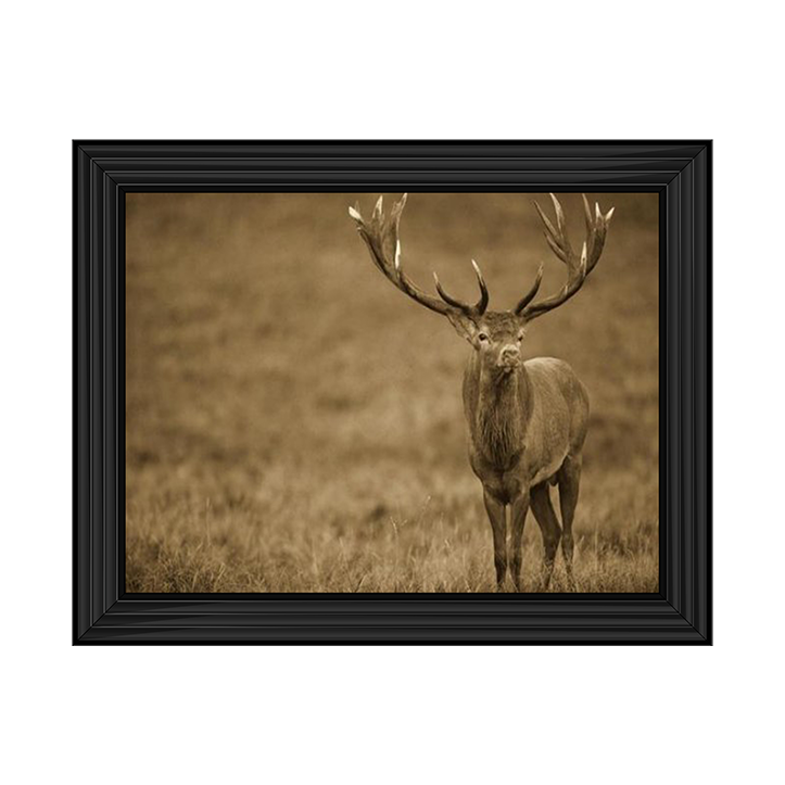 AN065 Red Deer stag in autumn rutting season, Denmark