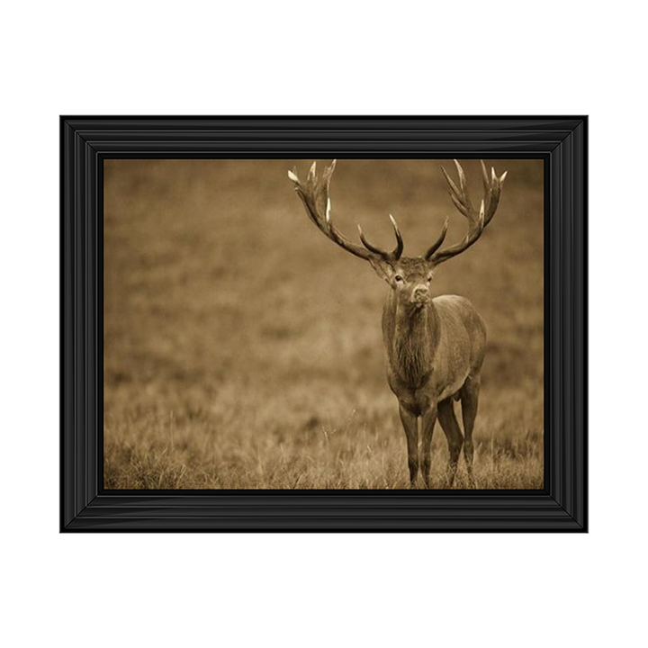 AN065 Red Deer stag in autumn rutting season, Denmark