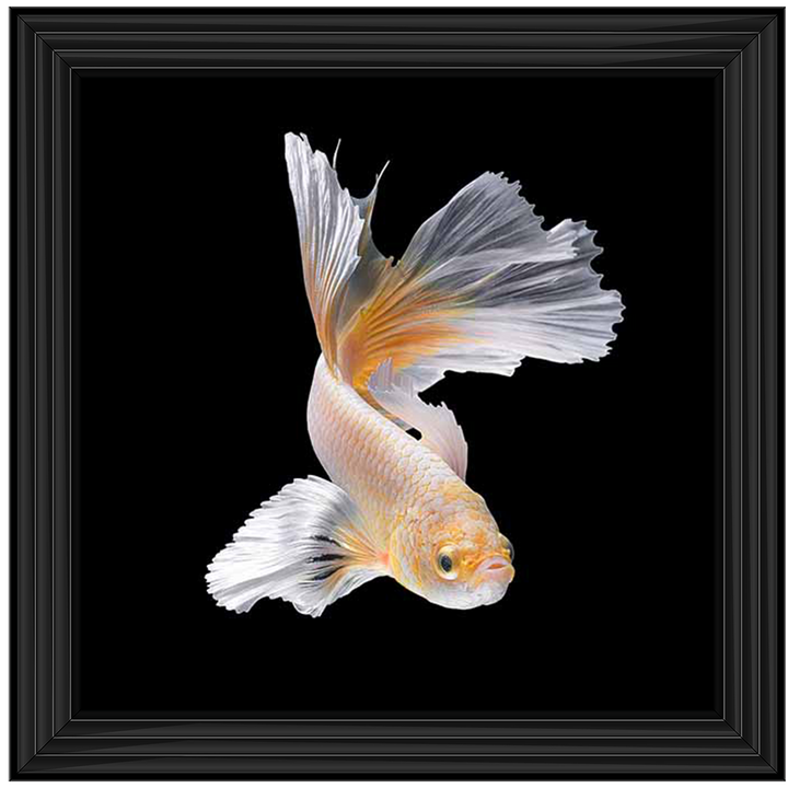 Orange & White Betta Fish |