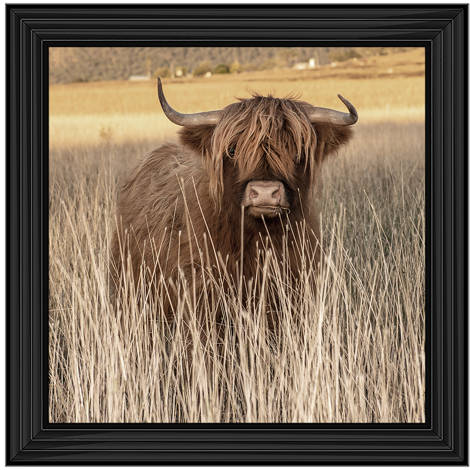 AN257 Highland Cow