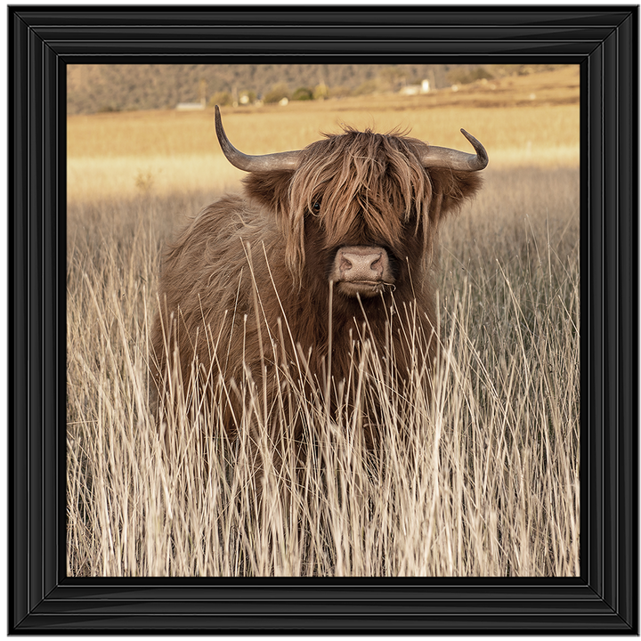 AN257 Highland Cow