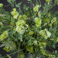 Elegant Sweet Pea Decorative Vine