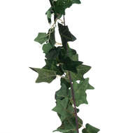 Ivy Garland Decoration