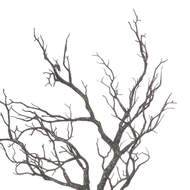 Large Branch Spray Decoration