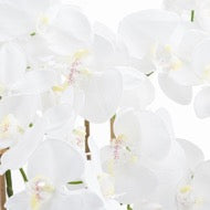 Tall White Orchid Arrangement in Large Glass Pot
