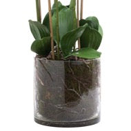 Tall White Orchid Arrangement in Large Glass Pot
