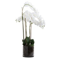 Tall White Orchid Arrangement in Large Glass Pot
