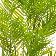 Large Paradise Palm Plant in Decorative Pot