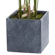 Large Paradise Palm Plant in Decorative Pot