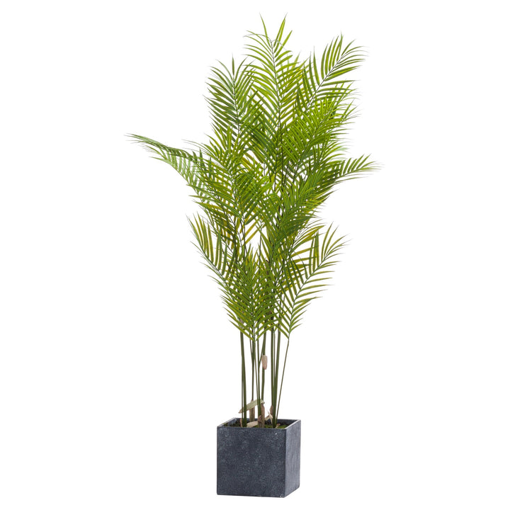 Large Paradise Palm Plant in Decorative Pot